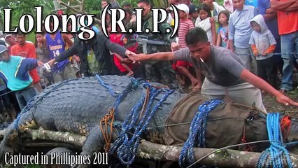 Bull Shark vs Crocodile Attack