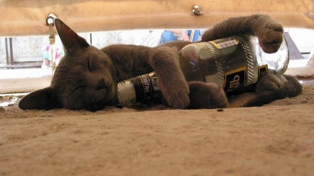 Кот на страже туалета