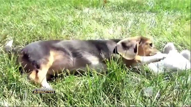 Nacimiento de perros mediante fecundación in vitro