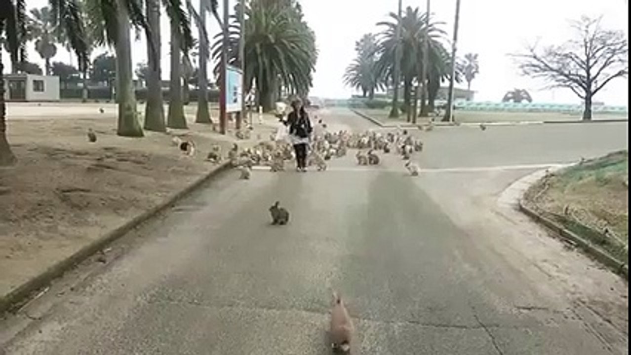 Bunnyland