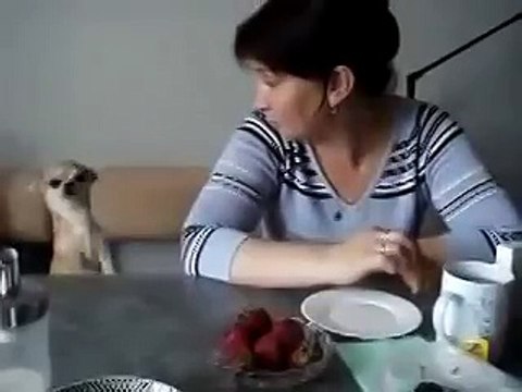 Чихуа-хуа просит клубничку