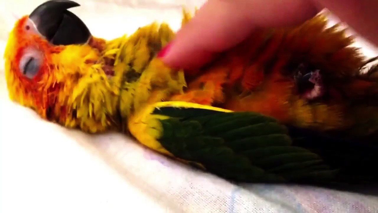 Ever Wanted A Parrot