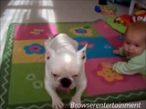 Videos Baby and Dog Funny | Cute Dogs And Adorable Babies | Best Babies and Animals Compilation