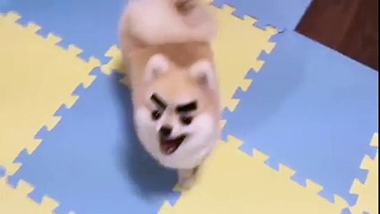 Putting eyebrows on a dog - GENIUS