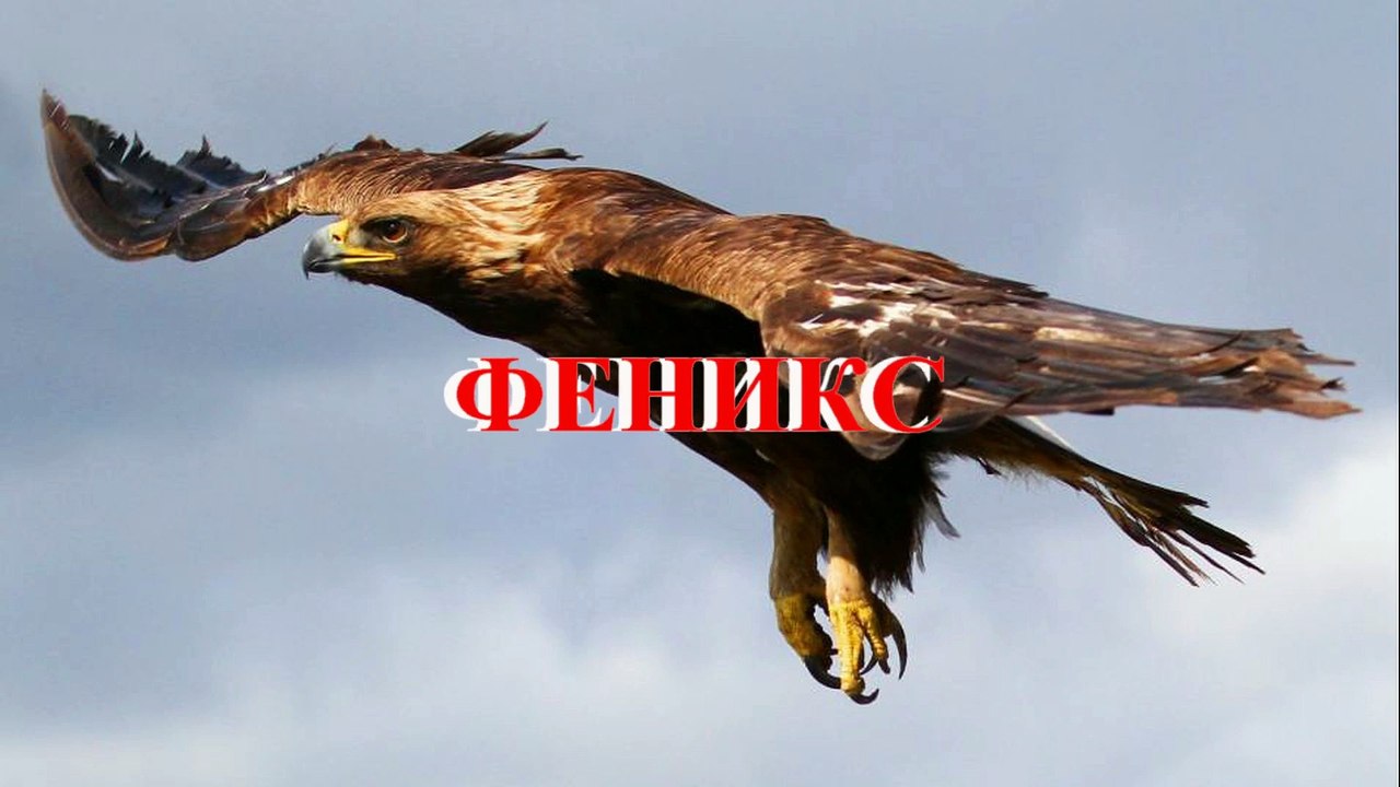 Щенки на занятиях