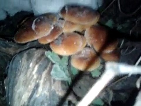 Подснеговник садовый или грибы в огороде