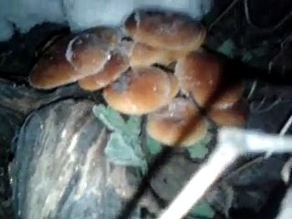 Подснеговник садовый или грибы в огороде