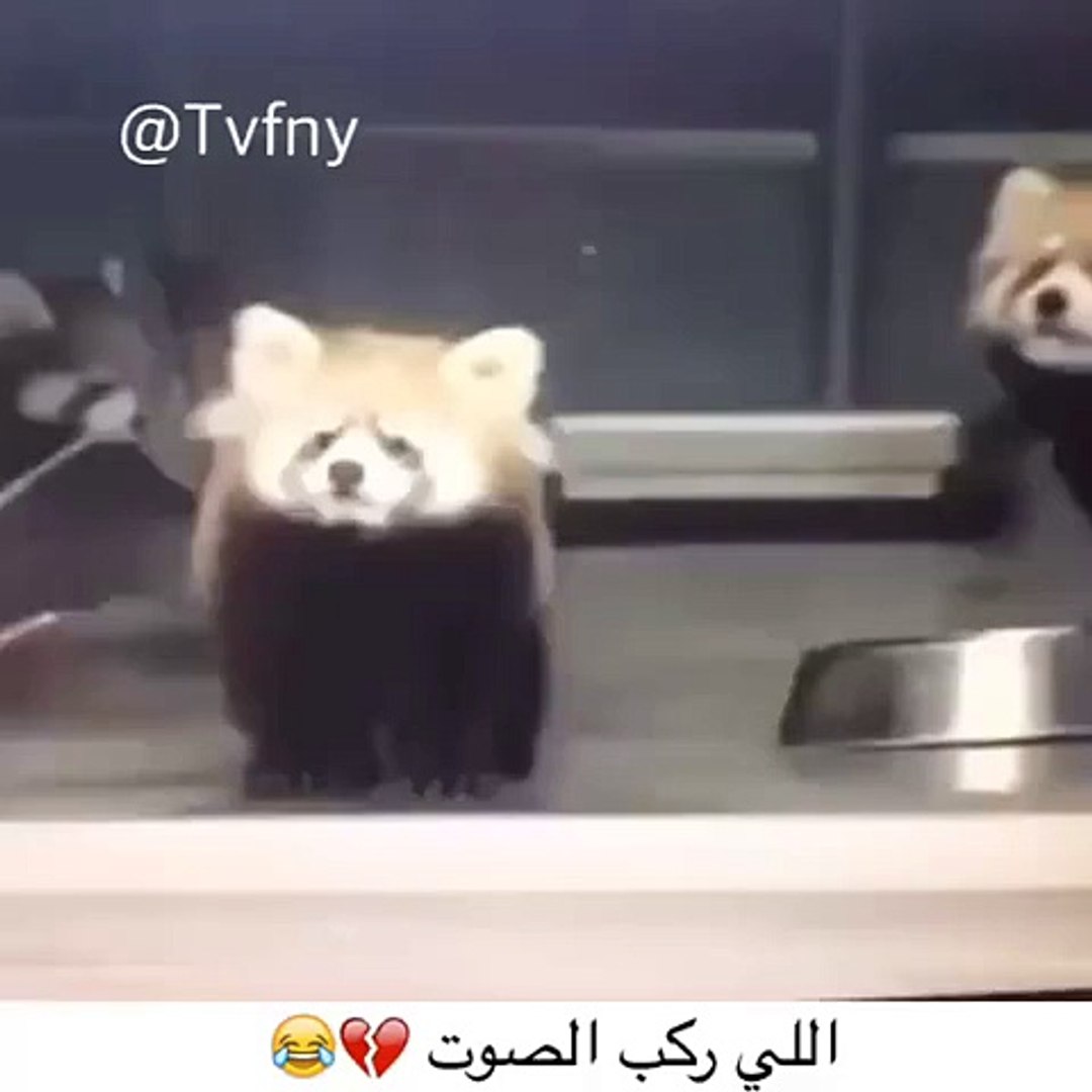 ⁣Pandas action amzing