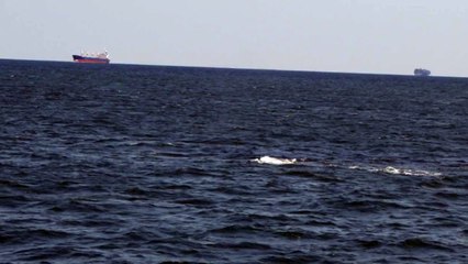 Whales and Dolphins