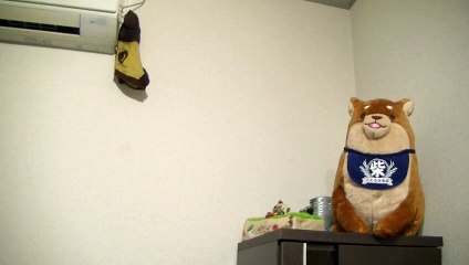 猫パンチ空振り！？手を伸ばす姿に胸キュン♪【面白い＆可愛い行動をする黒猫】～Black cat of unexpected behavior～
