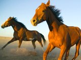 18 Amazing Facts About Horses