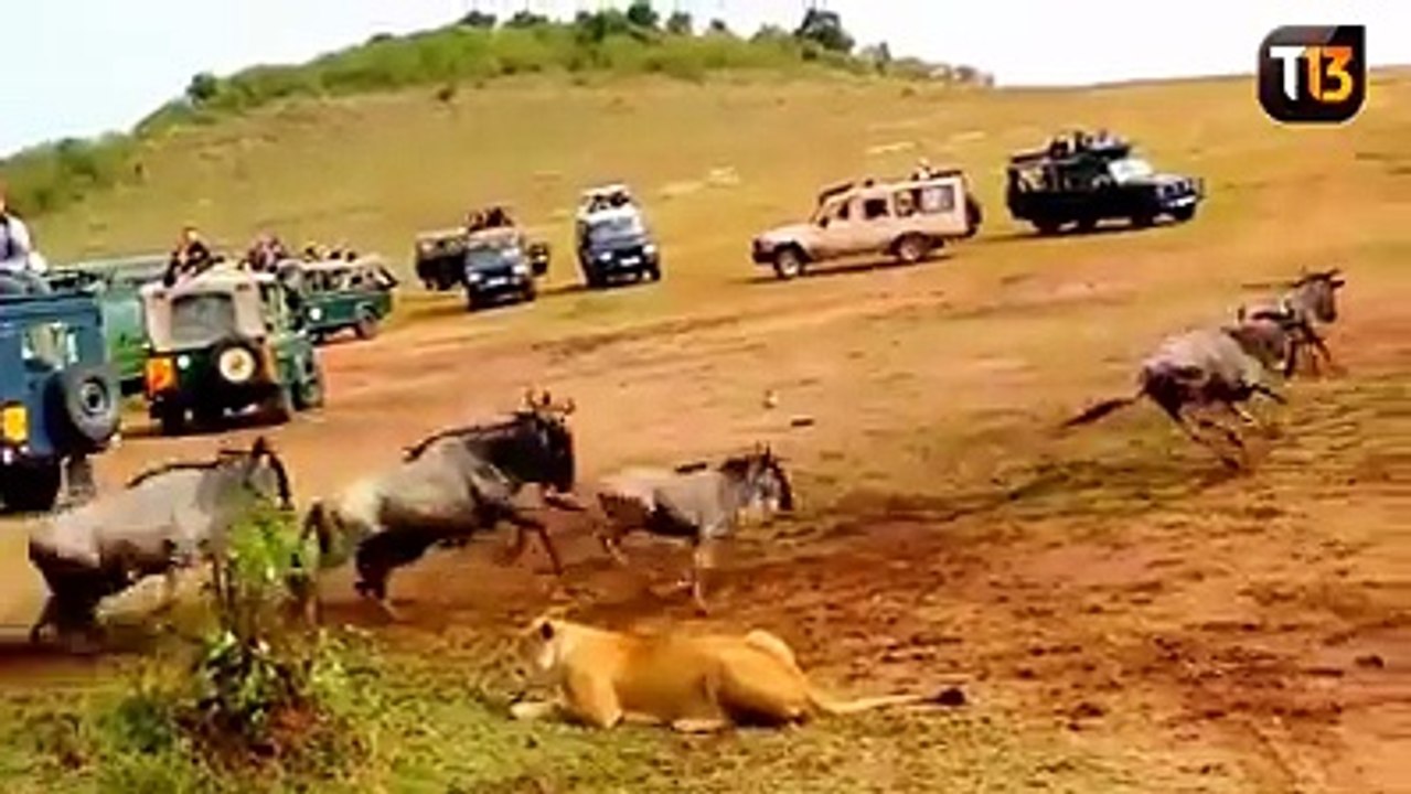 La différence entre un mâle et une femelle au moment de la chasse.
