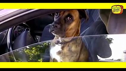 New 2016 Αστεία βίντεο Πολύ γέλιο