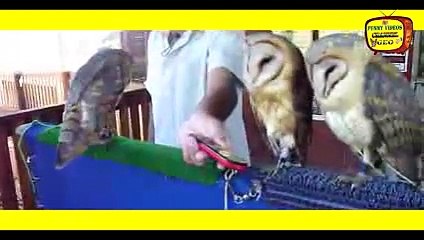 New 2016     top 10 prikol  funny videos