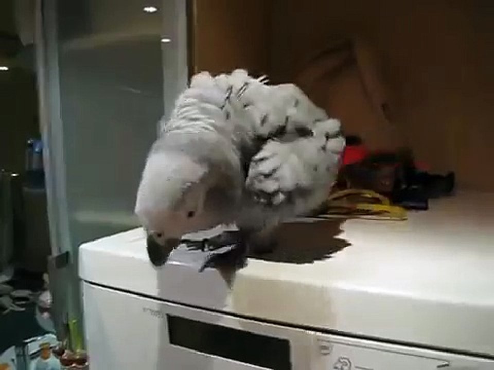 Смешной попугай прыгает и бьет клювом