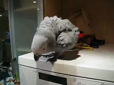 Смешной попугай прыгает и бьет клювом