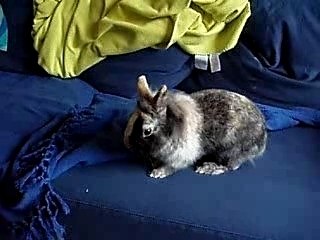 lapinou creuse encore