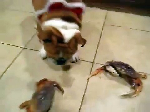 ★ DOBERMAN SE VUELVE LOCO CON UN MUÑECO ★ Perros Locos - Humor Perros Divertidos Chistosos