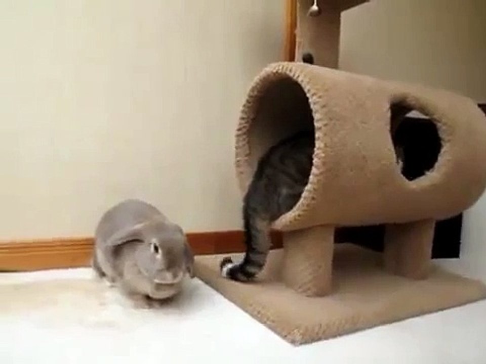 ★ Conejo Loco Ataca al Gato ★ El Mundo Al reves!! ★ - humor gatos - video divertido gatos