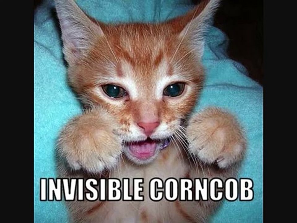 LOL Cats