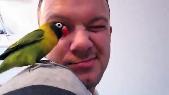 Смешной чудо попугай