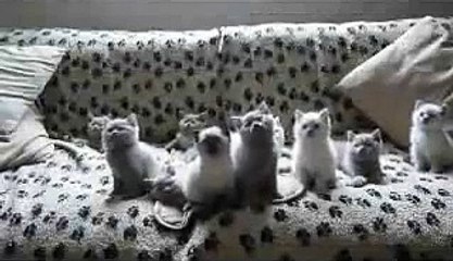 Скачать видео: ★ EL BAILE DE LOS GATITOS (SIN TRUCOS) ★ Video Gatos Locos - Humor Gatos - Gatos Divertido