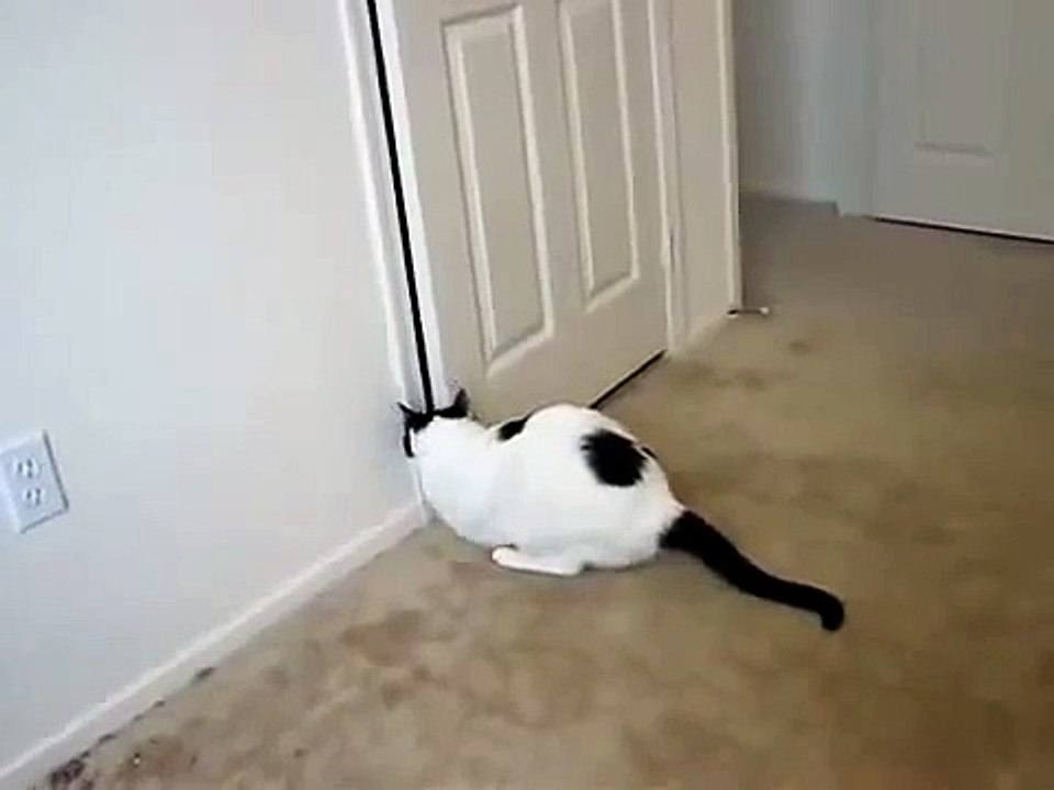 ♥ El Gato Mas Tierno Del Mundo ♥ Los Mejores videos de gatos ★ Humor Gatos Chistosos