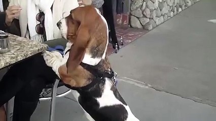 ♥ EL PERRO MAS TIERNO DEL MUNDO ♥ Perros Locos Humor Divertidos Chistosos risa
