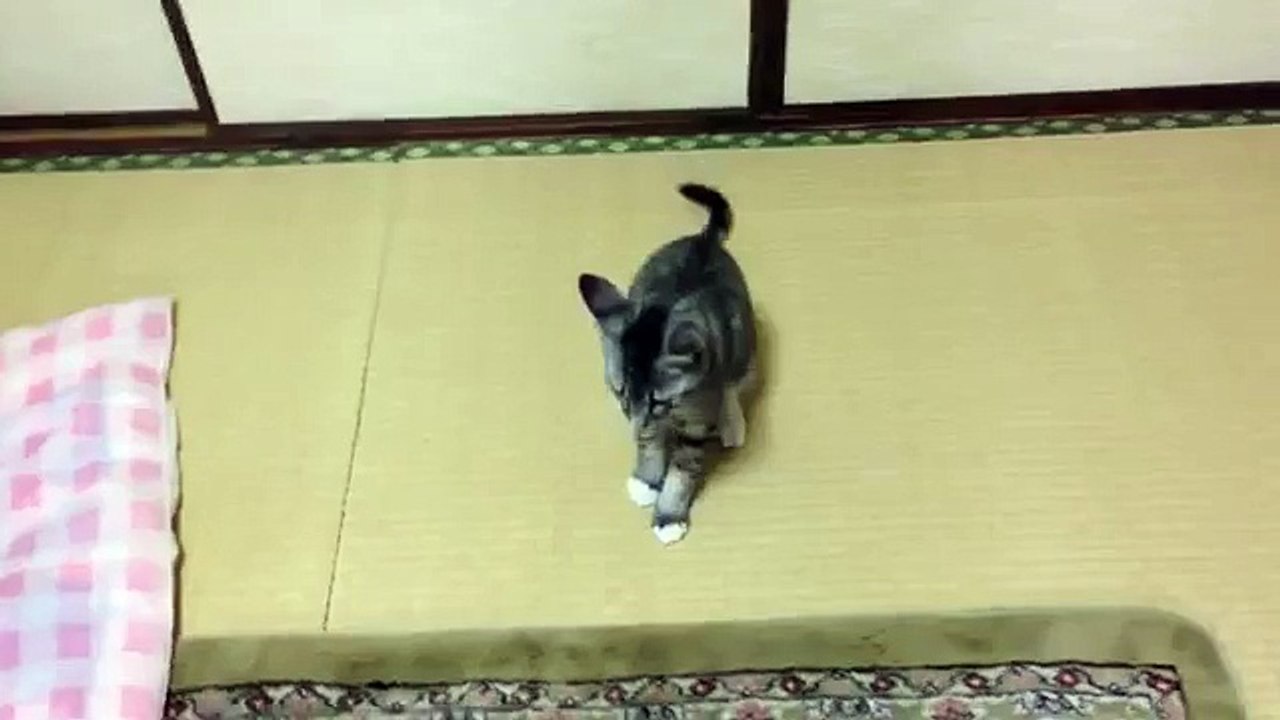 ► Gato Loco Ataca Perro ► NO TIENE MIEDO!! humor gatos - video divertido gatos - RISA GATO