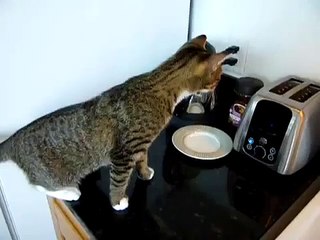 Video herunterladen: ★ GATO SE PELEA CON LA TOSTADORA, JAJA ★ Video Gatos Locos - Humor Gatos - Gatos Diver