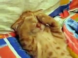 ★ ESTE GATO NO QUIERE SABER NADA DEL MUNDO (MUY TIERNO) ★ humor gatos video divertido chis