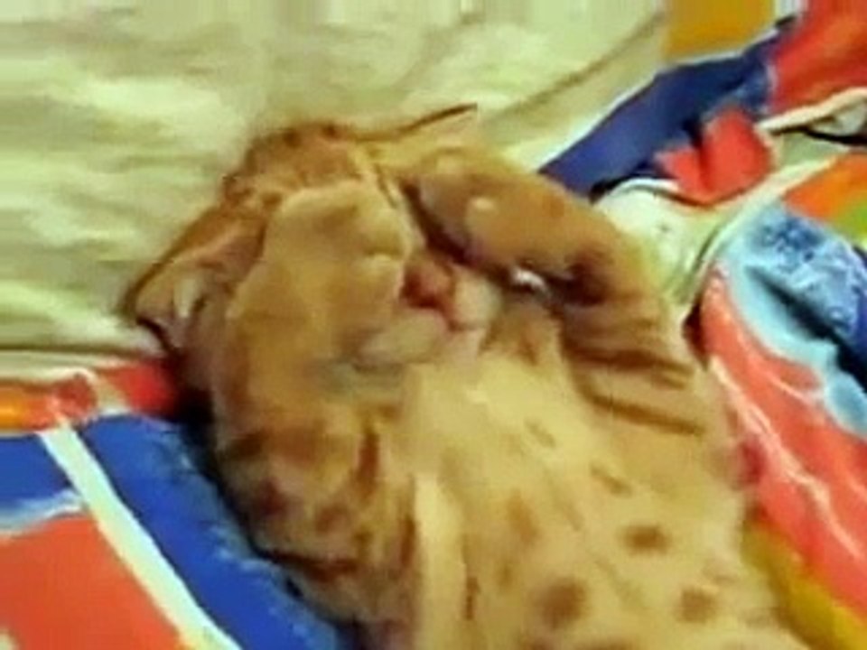 ★ ESTE GATO NO QUIERE SABER NADA DEL MUNDO (MUY TIERNO) ★ humor gatos video divertido chis