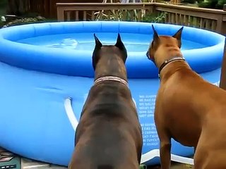 ★ ESTOS PERROS LE LADRAN.AL FLOTADOR!! - Perros Locos Humor Divertidos Chistosos risa