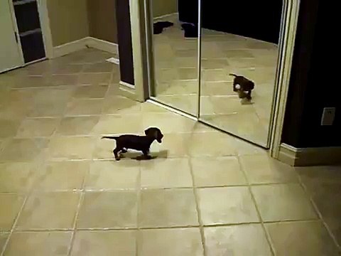 ★ MINI PERRO SE ENFRENTA AL ESPEJO!! JAJA - Perros Locos Humor Divertidos Perros Chistosos