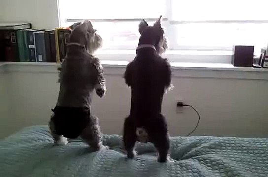 ★ MIS PERROS LADRANDO FEO AL VECINO, JAJA Perros Locos Humor Divertidos Chistosos risa