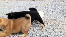 VIDEOS DIVERTIDOS PERRITOS SUPER TIERNOS, PARA DERRETIRSE