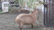 Youtube Funny Animal Videos - Capybaras eat bait - Funny Videos of Animals - Funny Animals