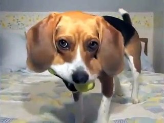 ★ PERRO ARRASTRA A BEBE HASTA SU CASITA - Perros Locos Humor Divertidos Chistosos risa