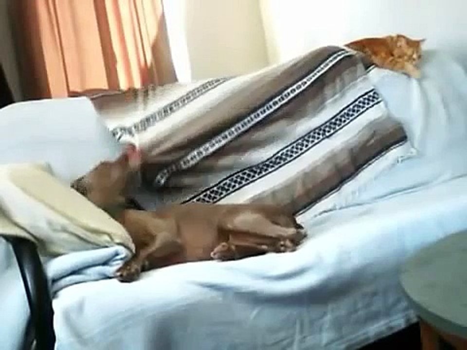 ★ PERRO Y GATO LOGRAN DORMIR JUNTOS ★ Perros Lo...