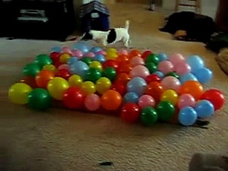 Un perro muerde al encantador de perros, César Millán