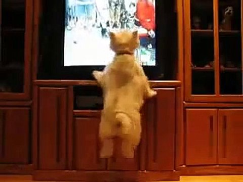 ★ PERRO SE TIRA UN PEDO Y SE RIE - Perros Locos Humor Divertidos Chistosos risa