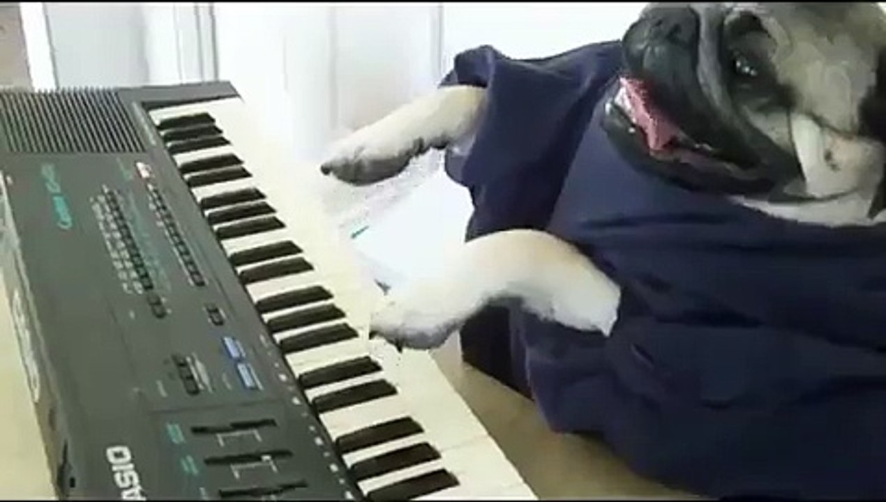 ★ PERRO TOCANDO EL PIANO!! Perros Locos Humor Divertidos Chistosos risa