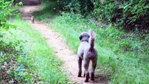 Dog Verses Rabbit: The Worlds Cutest Staring Contest!