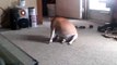 Dog catches tail, but continues chasing it