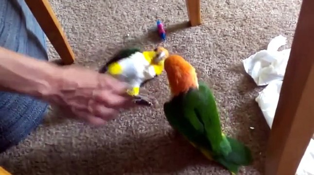 Смешные попугаи весело играют