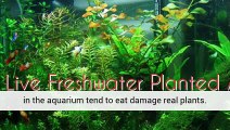 Aquarium Plants Turning Yellow Planted Aquarium Aquarium Plants Uk