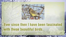 The Beauty Of Cedar Waxwings