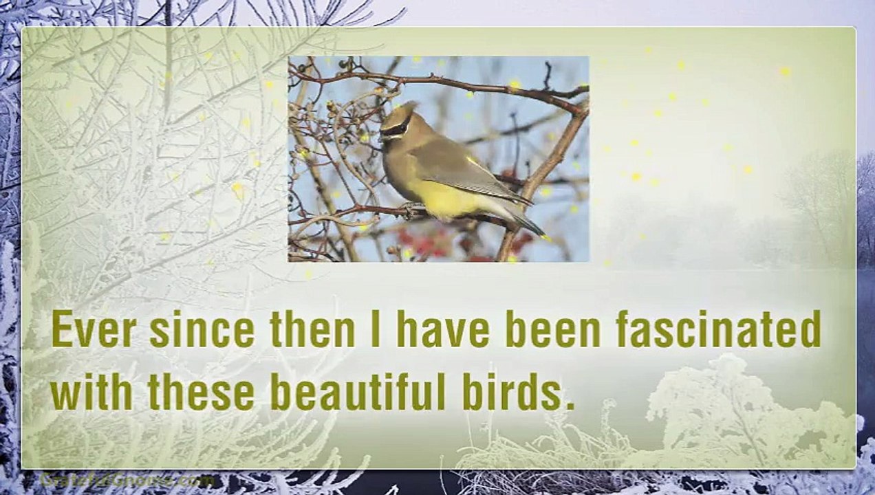 The Beauty Of Cedar Waxwings