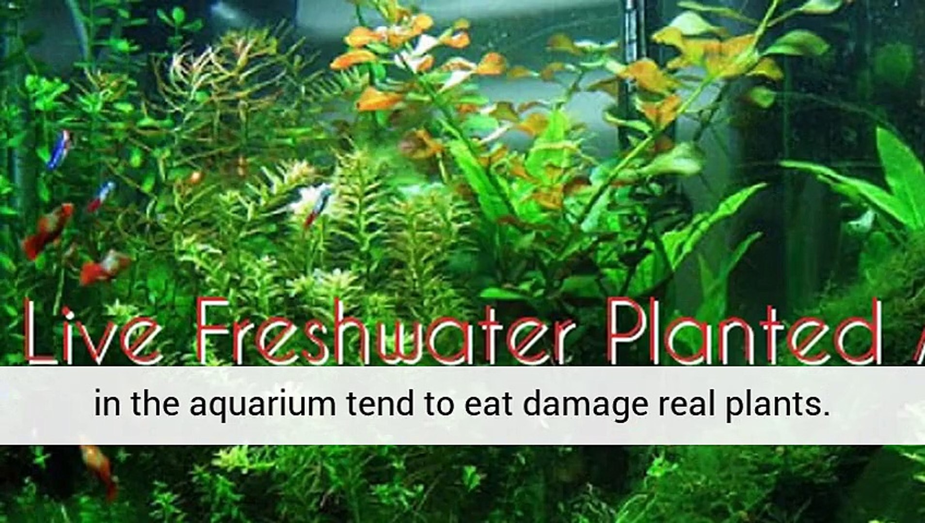 ⁣Aquarium Plants And Sand Planted Aquarium Aquariumplantsuk.Co.Uk