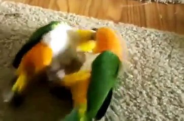 Самые забавные попугаи 🦜 — Улыбнитесь вместе с нашими смешными птичками!